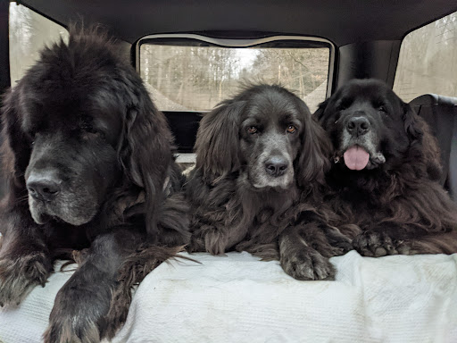 West Caln Veterinary Clinic & Mobile Veterinary Service