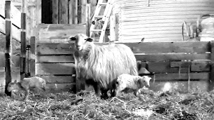 Photo n°5 de Les Brebis de Cravent à Cravent (Ferme bio)