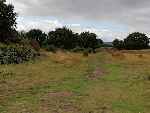 Hartlebury Common - Thumbnail