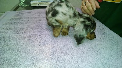 Photos of VCA Apex Animal Hospital