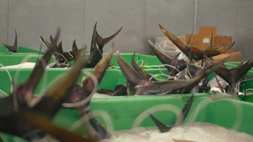 Catalina Offshore Products by null