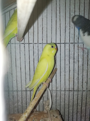 Aviario los canarios - Thumbnail