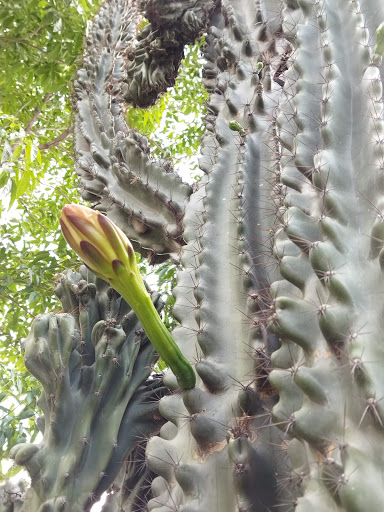 Parroquia San Miguelito - Thumbnail