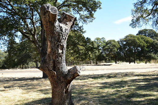 Blue Oaks Park - Thumbnail