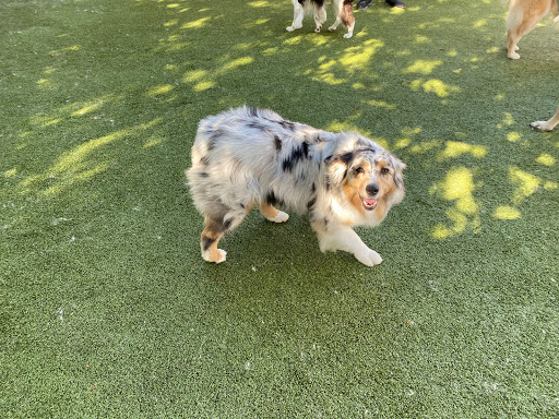 Shabby Dog - Thumbnail