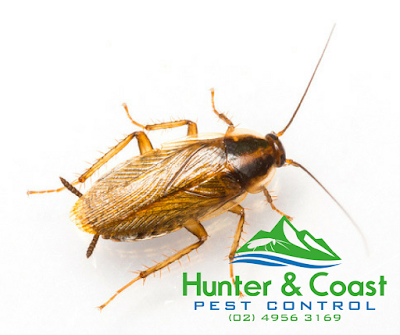 Photos of Hunter and Coast Pest Control