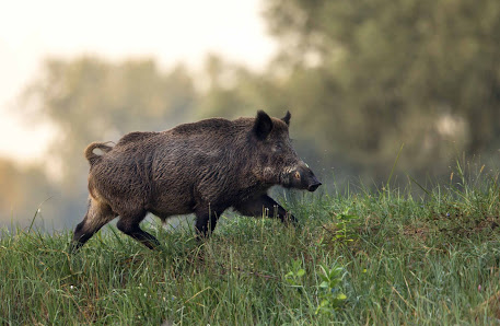 Jagdschule Lupus - Jagdausbildung, Schießtraining & Jagdschein machen in Brandenburg Spechthausen 16, 16225 Eberswalde, Deutschland