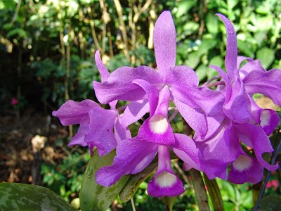 Photos of Monteverde Orchid Garden