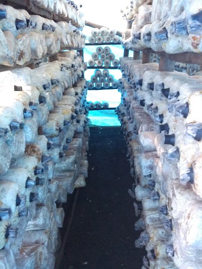 Photos of Pusat Jamur Tiram
