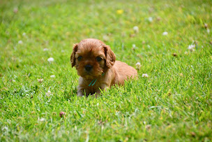 Photo n°5 de Elevage des Cavaliers du Prieuré à Écretteville-sur-Mer ()