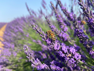 Photo n°28 de LES COMPAGNONS DU MIEL à Port-Lesney (Miellerie)