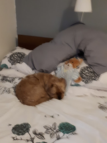 Scottish SPCA Animal Rescue and Rehoming Centre - Glasgow