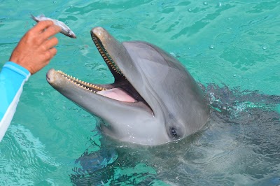 Photos of Dolphin Discovery Anguilla St. Maarten