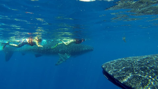 Eco Tours Adventure Whale Shark Tours