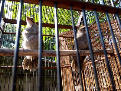 Photos of Rizqy Bird Farm