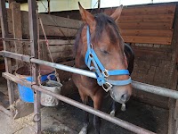 土屋乗馬クラブ