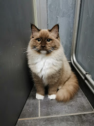 Photo n°14 de Les ragdolls de L'eden du Gival à Grand-Verly (Éleveur de chats)