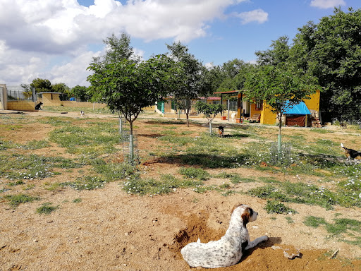 3 PATAS - Residencia Canina en Madrid