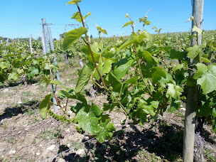 Photo n°10 de Domaine de SeresneS à Diou (Vignoble)