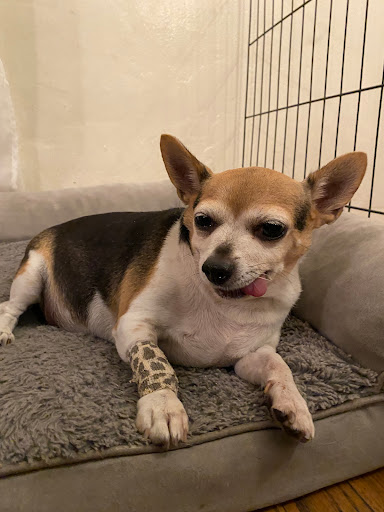 Affordable Animal Hospital: Eagle Rock - Thumbnail