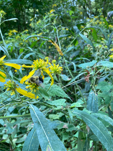 Norwood Park Meadow - Thumbnail