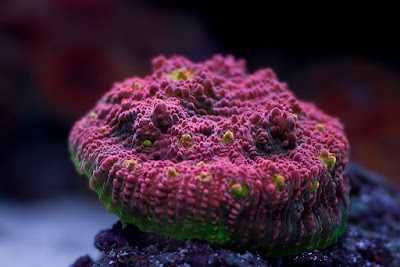 Ozarksreef Aquaria