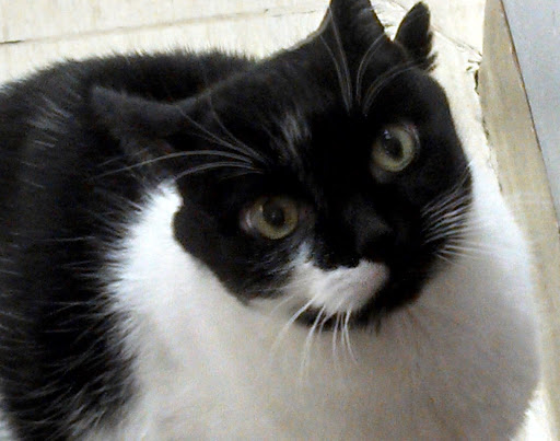 Hartland Animal Hospital: Shaughnessy Maureen DVM - Thumbnail