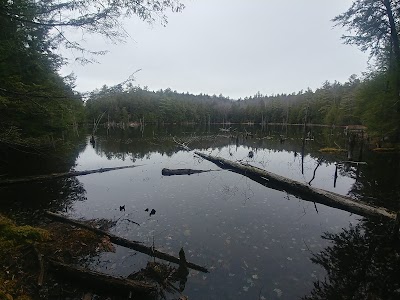 Lily Pond