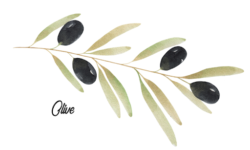 Olive Bookkeeping - Visual
