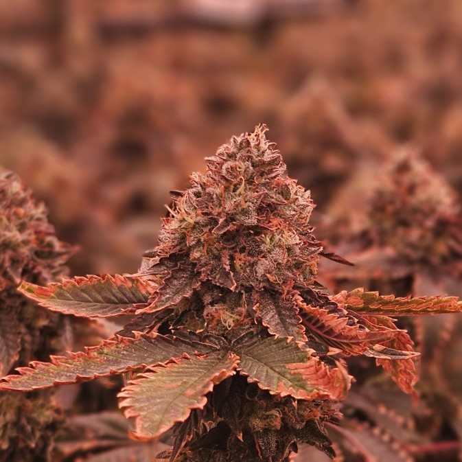 The Farm Weed Dispensary - Felton photo 3