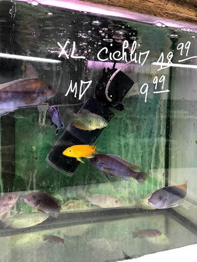Inwood Aquarium - Thumbnail