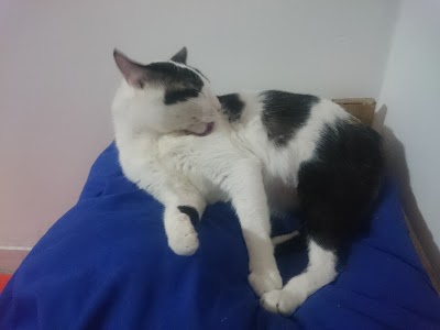 Photos of pet service