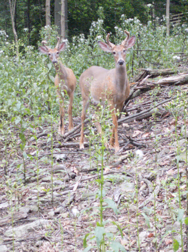 Hershey Medical SAMBA MTB Trail System - Thumbnail
