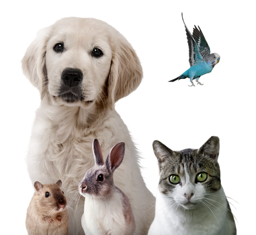 Hotel para perros Mascotel Ciudad de Teruel