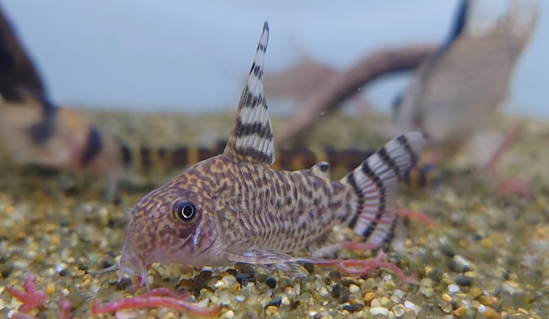 ペッツ・マム 鎌田店