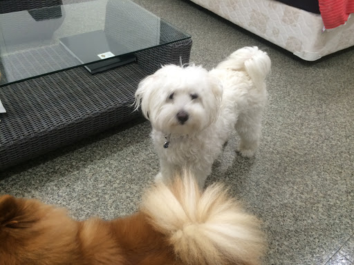 K9Kids Doggy Day Care - Thumbnail