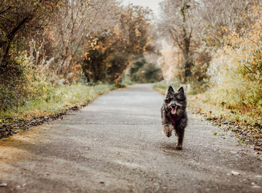 Brudenell Animal Hospital - Canada