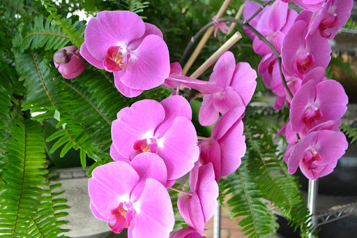 Dr Delphinium Flower & Orchid House - Thumbnail