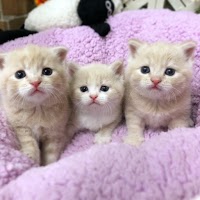 ペットプラザ高槻店