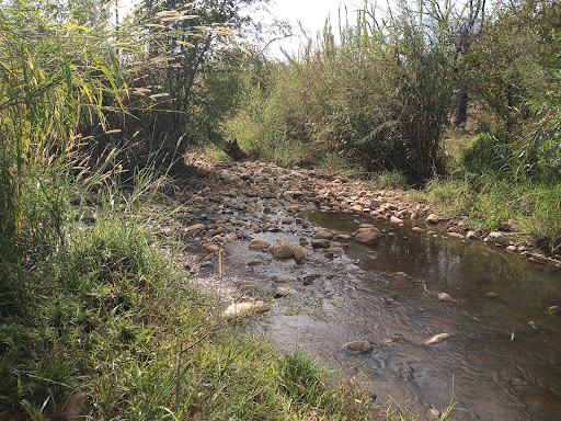 RÍO VALIENTE ( COYOLAPAN- YUCHATICA- YUTA HA)