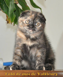 Photo n°11 de CHATTERIE DE VALFLEURY à Valfleury (Éleveur)