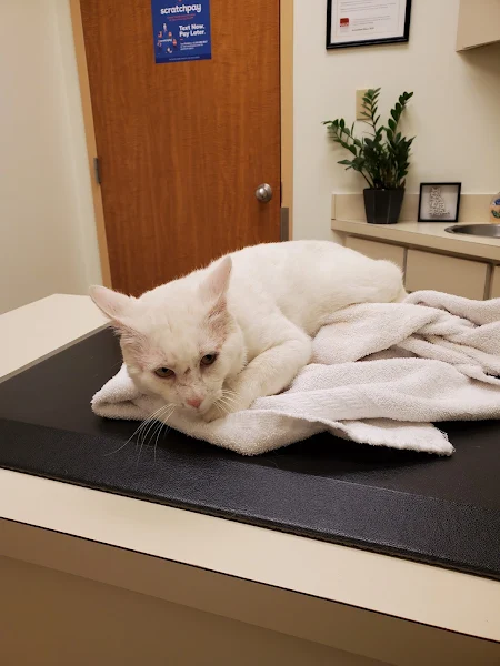 Mansfield Animal Clinic photo