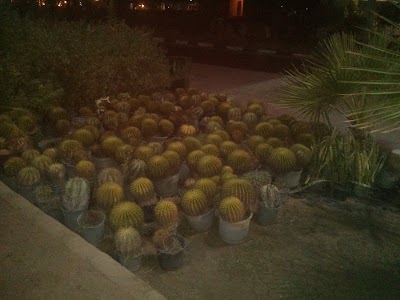 Photos of Ragab sons - أولاد رجب