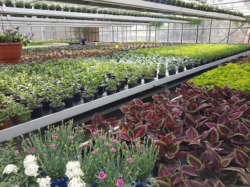 Blumenstadel Brigitte Miller - Thumbnail