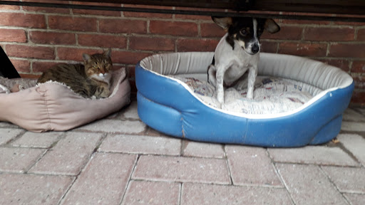 Ambulatorio Veterinario Braidese - Thumbnail