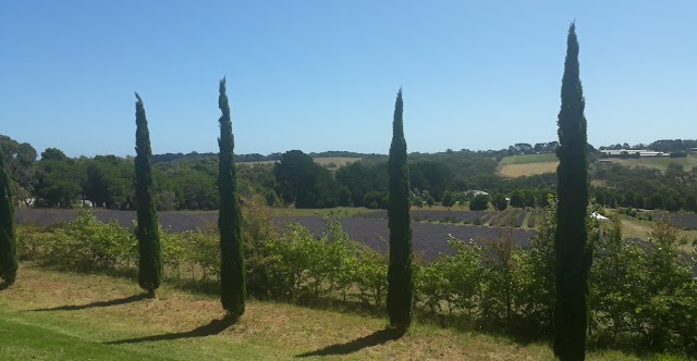 Red Hill Lavender Farm & Distillery