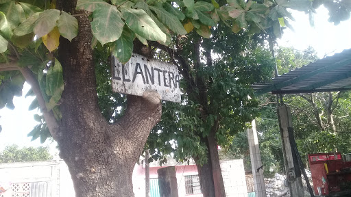 Llantera xmatkuil - Thumbnail