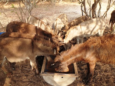 Photos of Donkey Clinic & Education Centre
