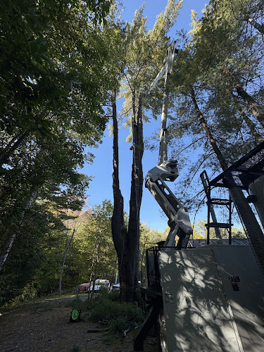 Bergeron Tree Experts
