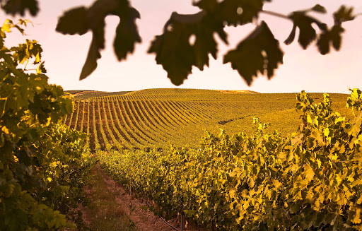 Bodegas Finca Albret - Thumbnail